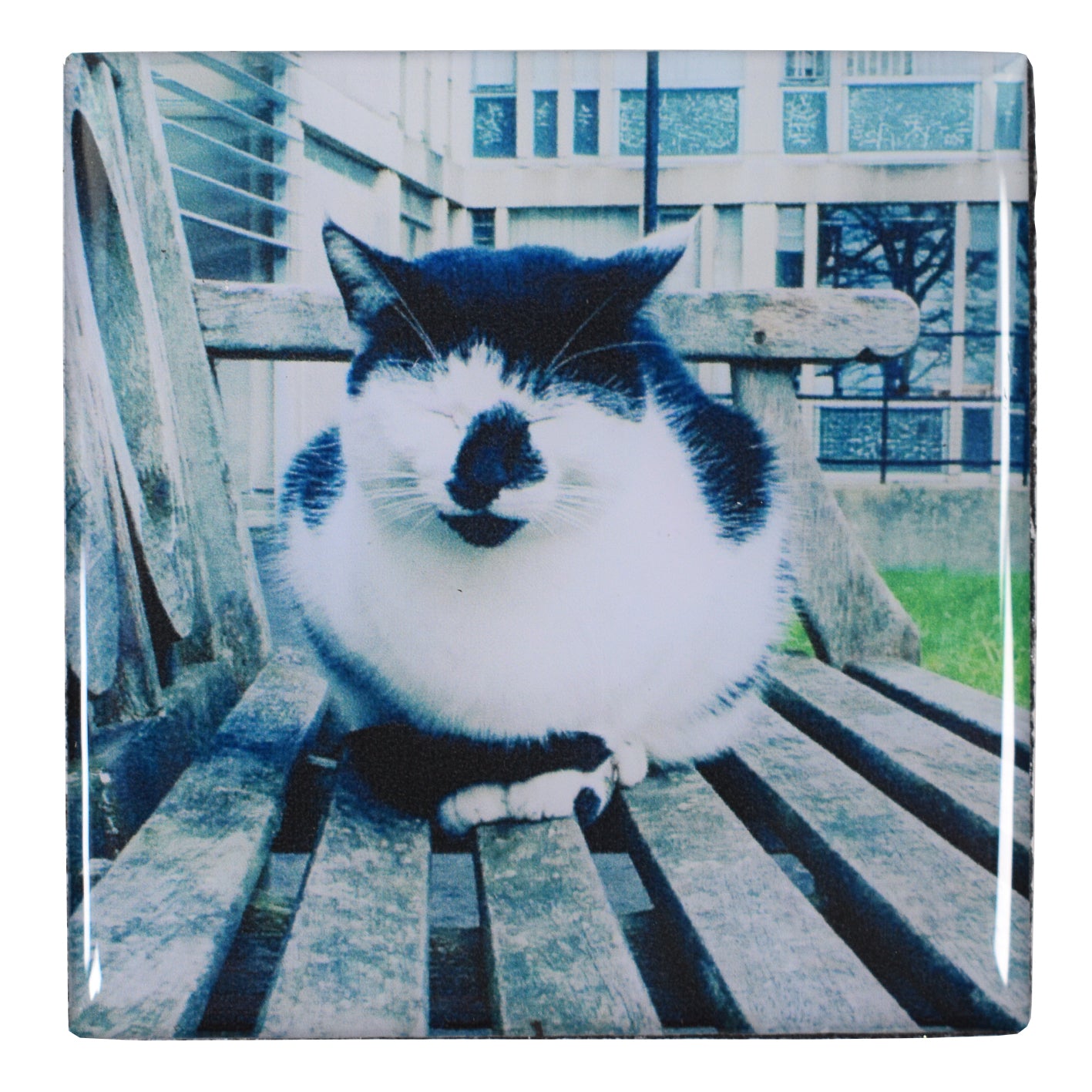 Campus Cat Fridge Magnet - Square