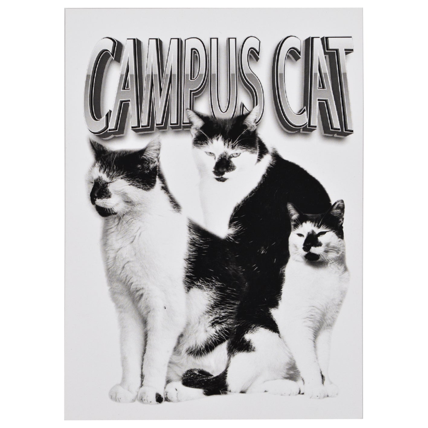 Campus Cat Postcard